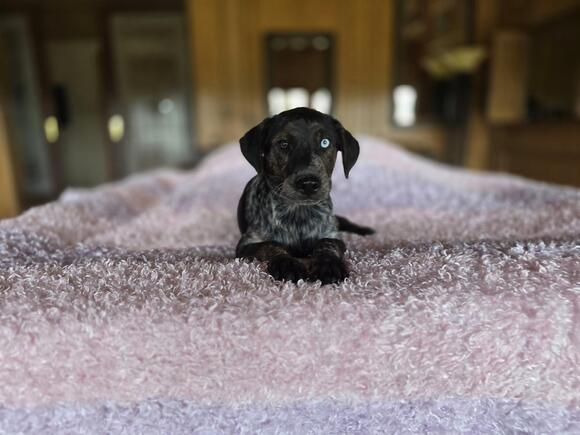 🐶 Playful Shepherd Mix Dogs Ready for Adoption in Edgar, WI - NewsBreak