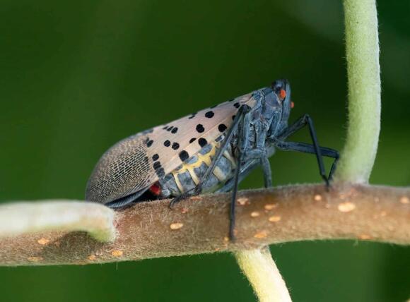15 Insects That Look Alien - NewsBreak