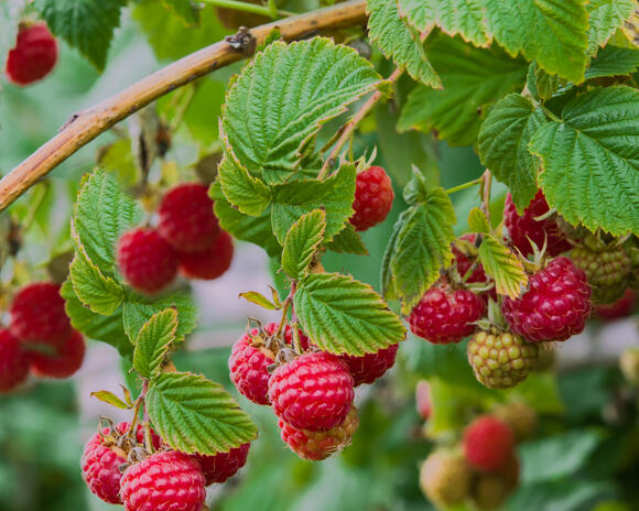 8 Tasty Types of Raspberries You Can Harvest All Season – Mix and Match ...