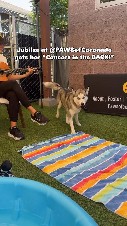 Young Husky Mix Jubilee Available for Adoption - NewsBreak