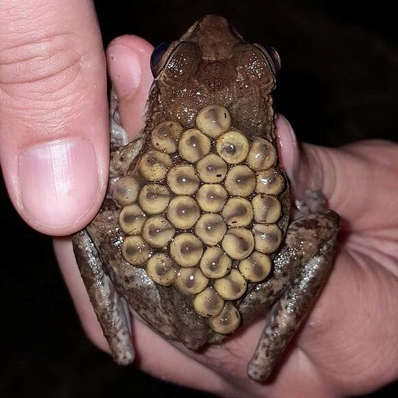 Backpack Frog Battles: How Evolution Turned Motherhood Into Armor ...