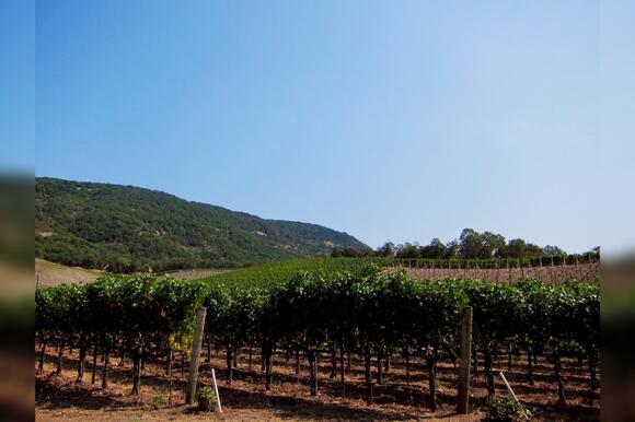 17 Underground Wine Caves in Napa’s Hillsides - NewsBreak