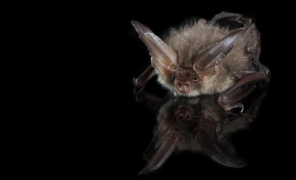 When to call the DNR: Understanding the rabies risks of dead bats in ...