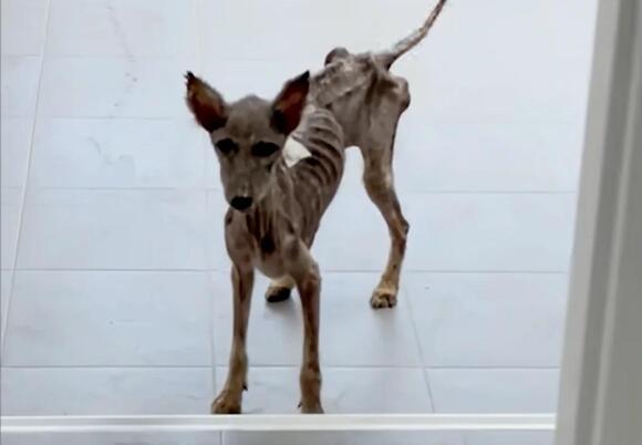 From Skeletal Stray to Fluffy Miracle: Sena’s Rescue Story Melts Hearts ...