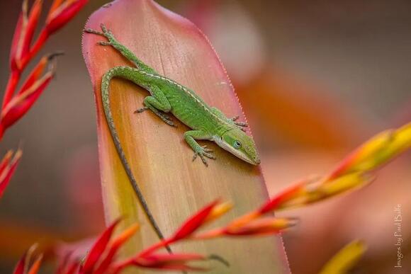 30 Best Climbing Animals: From Mountain Peaks to Forest Canopies ...