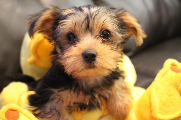Why Puppies Are Born Deaf and Blind, and When Their Senses Kick In ...