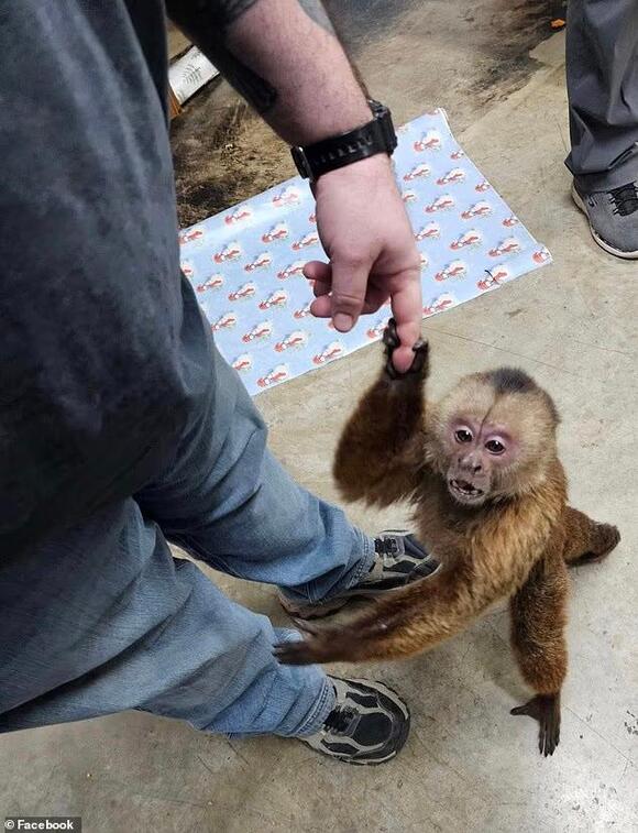 Monkey gets loose and destroys guitars while rampaging through ...