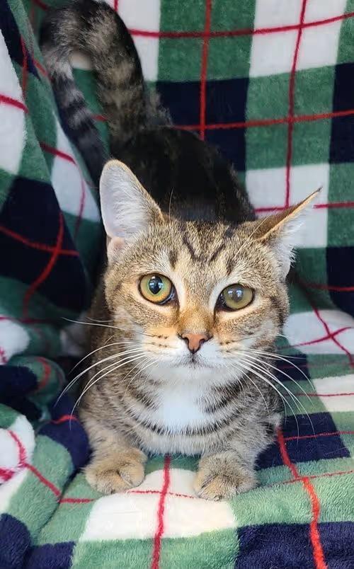🐱 Gentle Lake City Cats and Kittens Ready for Adoption - NewsBreak