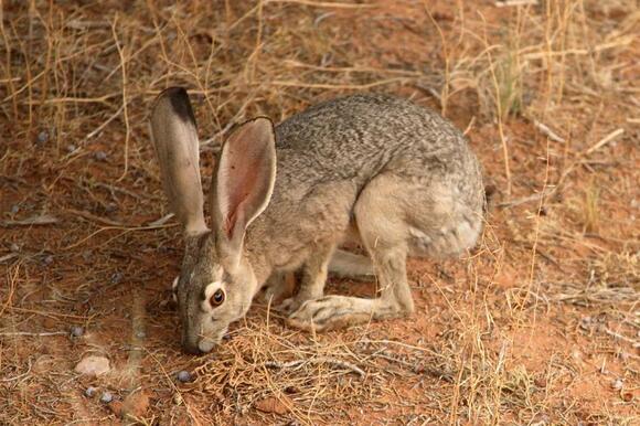 6 Wild Rabbit Species Found in Arizona: Complete Identification Guide ...