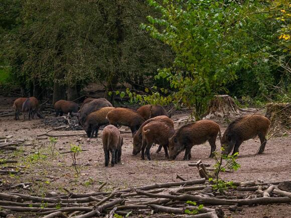 How Capybaras Communicate Using Whistles and Purrs - NewsBreak
