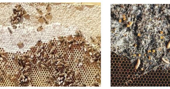 🐝 Local gardening column warns of moth threat to bee hives - NewsBreak