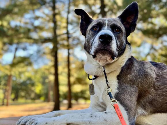 Dog Tag Laws in Louisiana: Licensing, Fees, and Rabies Rules Explained ...