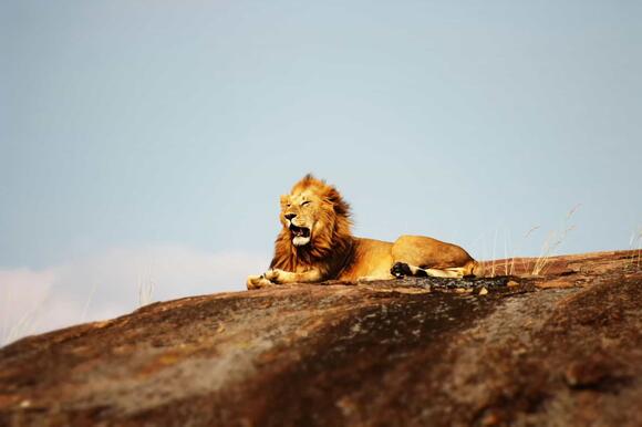 11 Signs a Predator Has Been Near Your Campsite - NewsBreak