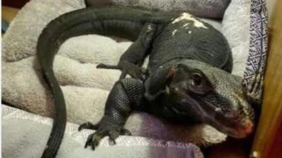 Leaping lizards! Officials warn of water monitor on the loose in Mass ...
