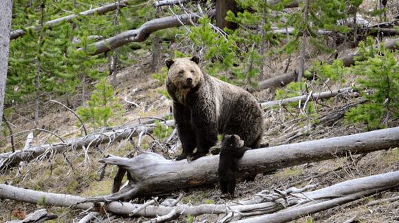 Bear killings skyrocket as garbage, birdfeeders draw them into conflict ...