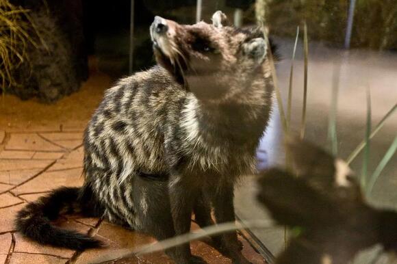 7 Facts About the African Civet That Explain Why This Secretive ...