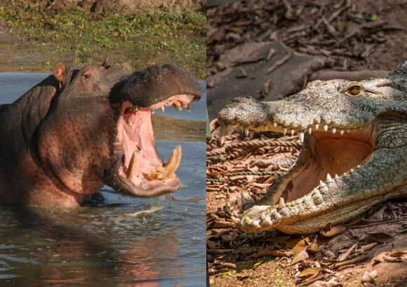 The Top 7 Animal Rivalries That Put Human Feuds to Shame - NewsBreak