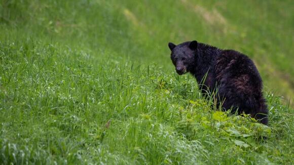 The Comeback Stories of Wolves, Bison, and Bears in the U.S. - NewsBreak