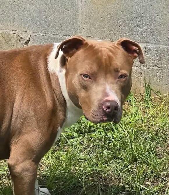 🐶 Playful, Gentle & Loving Dogs Ready for Adoption in Allentown - NewsBreak