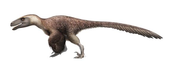 The Fastest Raptor Dinosaur – How Fast Could It Run? - NewsBreak