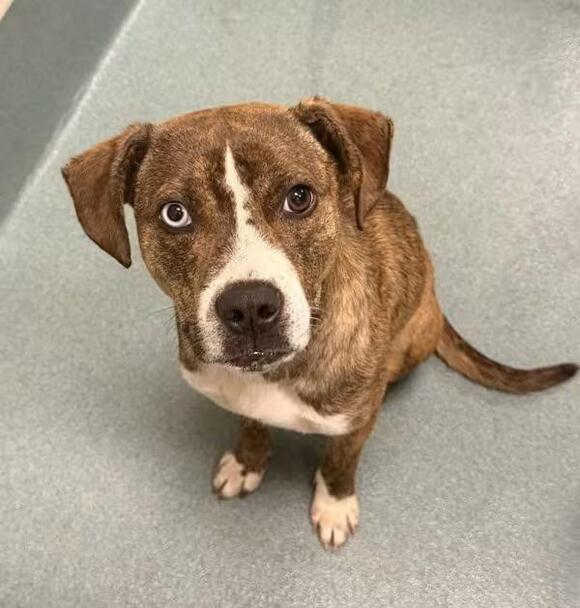 🐶 Playful, Gentle & Loyal Dogs Ready for Adoption in Raleigh - NewsBreak