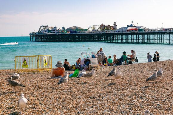 Britons lose £171 million worth of food a year to seagulls, research ...