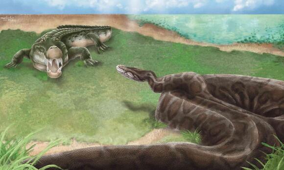 Scientists discover a giant python snake species over 13 feet long in ...