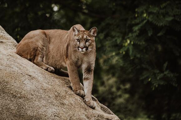 Always Remember This Trick If You’re Stalked by a Cougar NewsBreak — free download