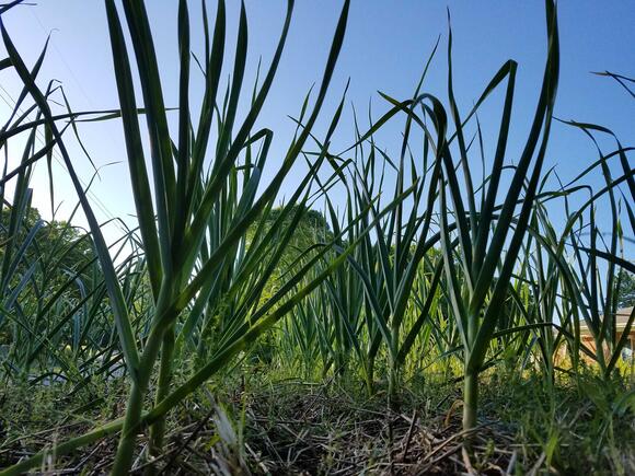Debunking 6 garlic myths: The truth behind imported garlic and more ...