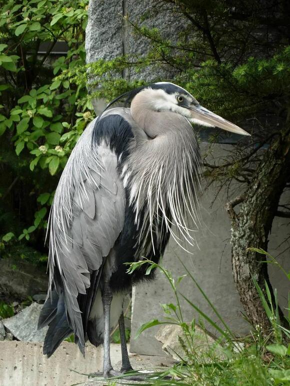 8-herons-in-minnesota-names-traits-and-habitats-newsbreak
