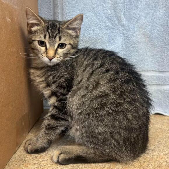 🐱 Gentle Easton Cats Ready for Quiet, Loving Homes - NewsBreak