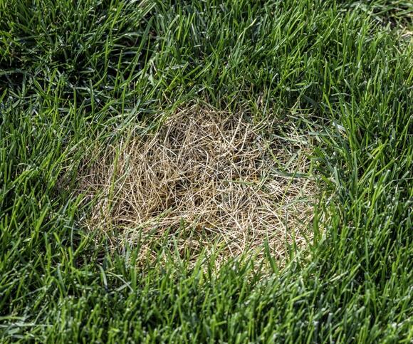 bare-patches-on-your-lawn-it-could-be-leather-jackets-experts-share