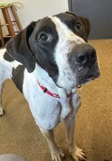 🐶 Playful, Gentle & Loyal Dogs Ready for Adoption in Cleveland - NewsBreak