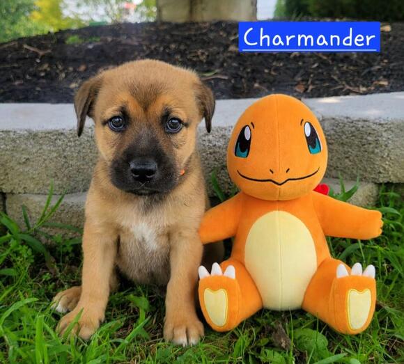 🐶 Playful Forest Hill Puppies Ready for Adoption in Maryland - NewsBreak
