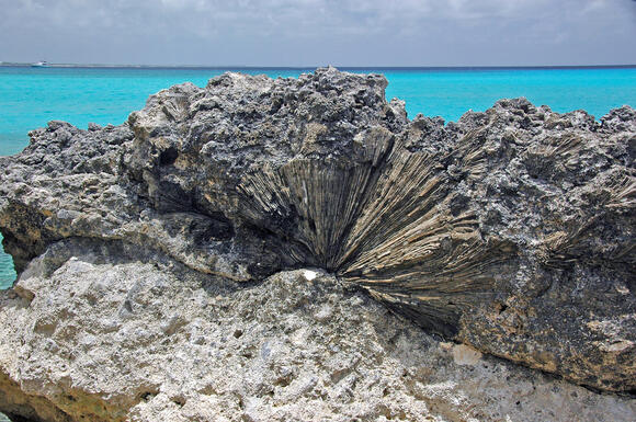 10 Unexpected Places People Have Discovered Fossils - NewsBreak