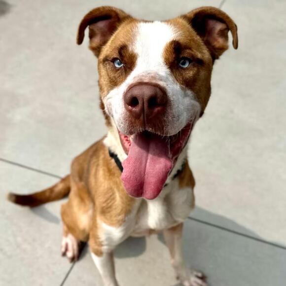 🐶 Playful, Senior & Puppy Dogs Waiting for Homes in Matteson - NewsBreak
