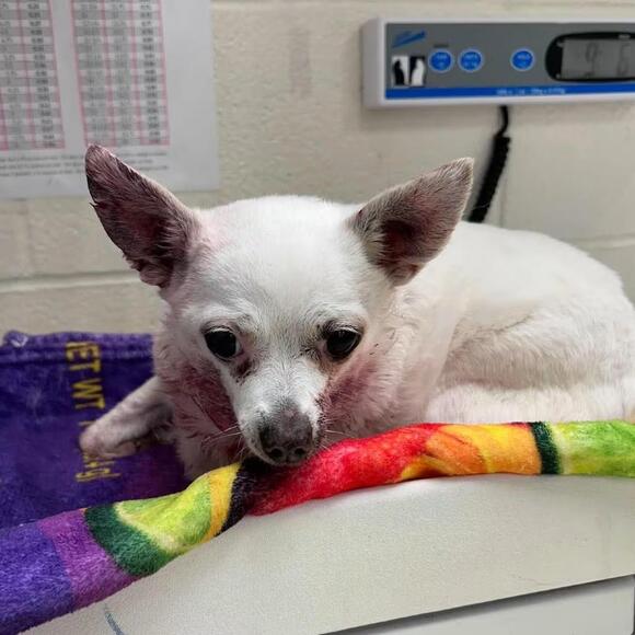 🐶 Gentle, Senior & Young Dogs Waiting for Adoption in Bastrop - NewsBreak