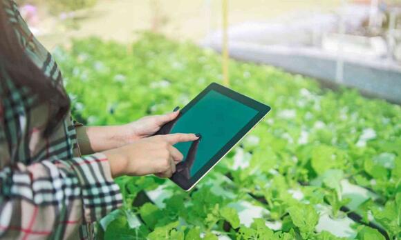 Tiny sensors inside plants can warn farmers before crops show visible ...