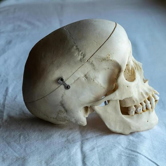Myth or Fact: Adults Have Fewer Bones Than Children - NewsBreak