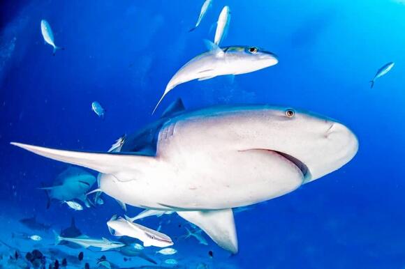 16 Shark Species Still Roaming U.S. Waters - NewsBreak