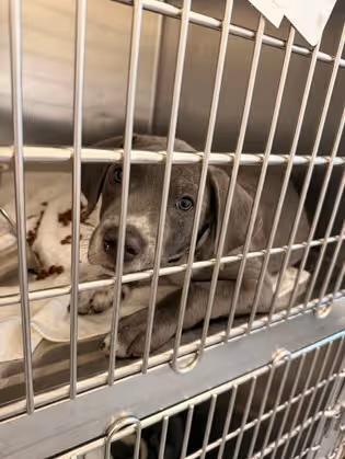 🐶 Playful Pups and Sweet Hounds Ready for Adoption in Okatie - NewsBreak