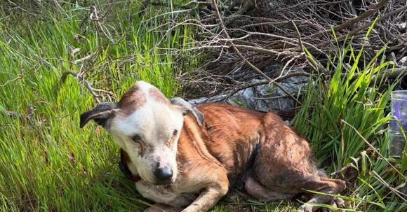 Two Arrested After Dog Killed and House Damaged During Hillsboro Road ...