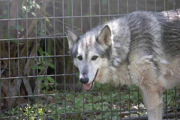 Greece Confirms First DNA-Verified Wolf-Dog Hybrid Near Thessaloniki ...