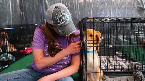 135 more beagles released from Wisconsin research facility - NewsBreak