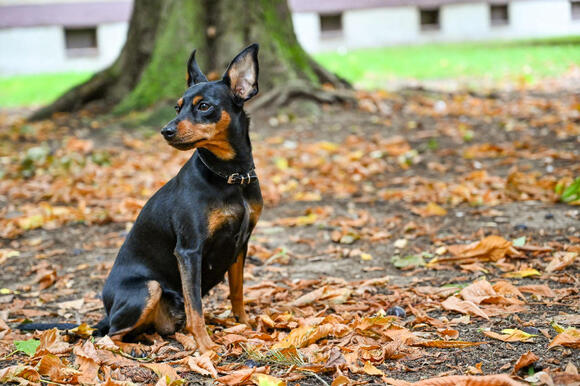10 Small Dog Breeds Surprisingly Strong For Their Size - NewsBreak