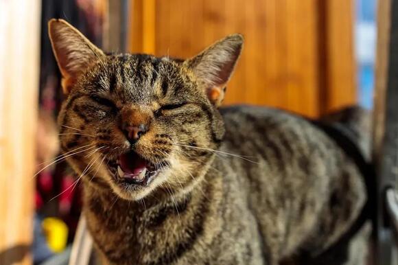 Are You Speaking Your Cat’s Language? 8 Mistakes That Create ...
