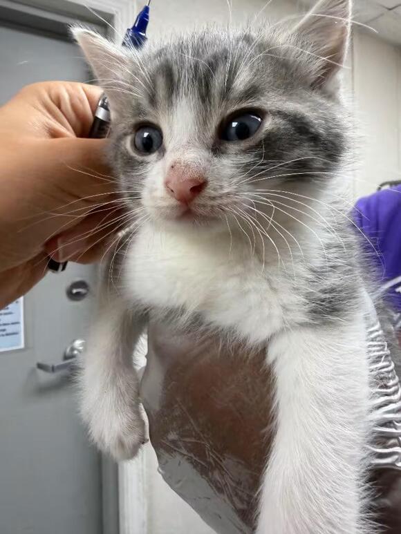 🐱 Fairy-Tale Cats Waiting for Adoption in Pomona, NY - NewsBreak