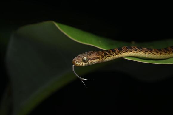 How Snakes Use Their Forked Tongue to “Smell” the Air - NewsBreak