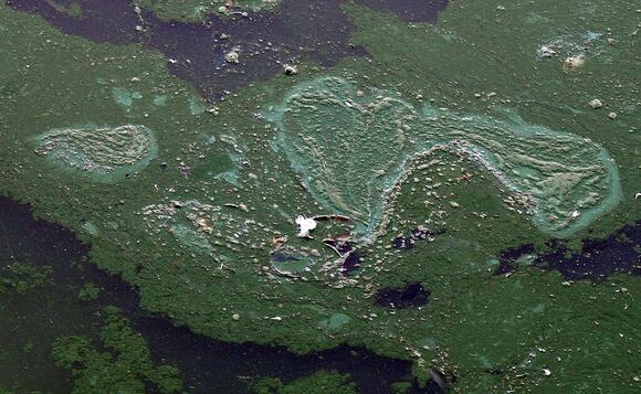 How Microbial Blooms in Ancient Oceans May Have Triggered Mass ...