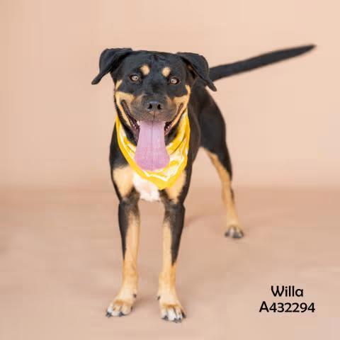 🐶 Playful, Smart & Loyal Dogs Ready for Adoption in Conroe - NewsBreak